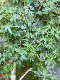 Thumbnail for Acer palmatum 'Vic's Broom' - mapleridgenursery