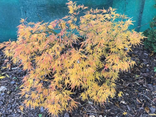 Acer palmatum 'Viridis' - mapleridgenursery