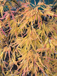 Thumbnail for Acer palmatum 'Viridis' - mapleridgenursery