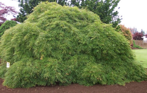 Acer palmatum 'Viridis' - mapleridgenursery