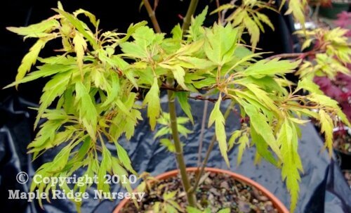 Acer palmatum 'Wabito' - mapleridgenursery
