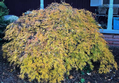 Acer palmatum 'Washi-no-o' - mapleridgenursery