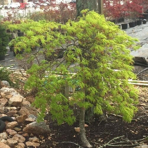 Acer palmatum 'Waterfall' - mapleridgenursery