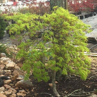 Thumbnail for Acer palmatum 'Waterfall' - mapleridgenursery