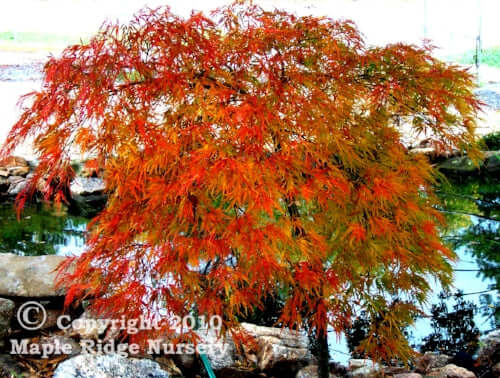 Acer palmatum 'Waterfall' - mapleridgenursery