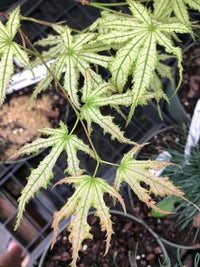 Thumbnail for Acer palmatum 'White Peaches' - mapleridgenursery