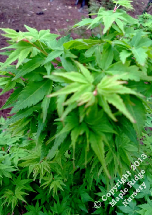 Acer palmatum 'Winter Flame' - mapleridgenursery