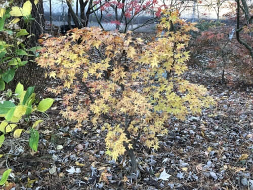Acer palmatum 'Winter Flame' - mapleridgenursery
