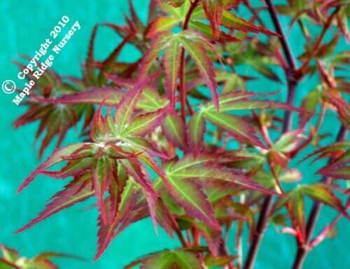 Acer palmatum 'Yama hime' - mapleridgenursery