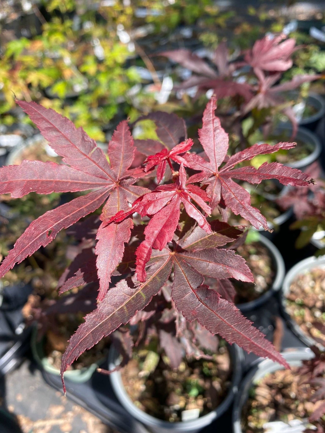 Acer palmatum 'Yeager Red' - mapleridgenursery