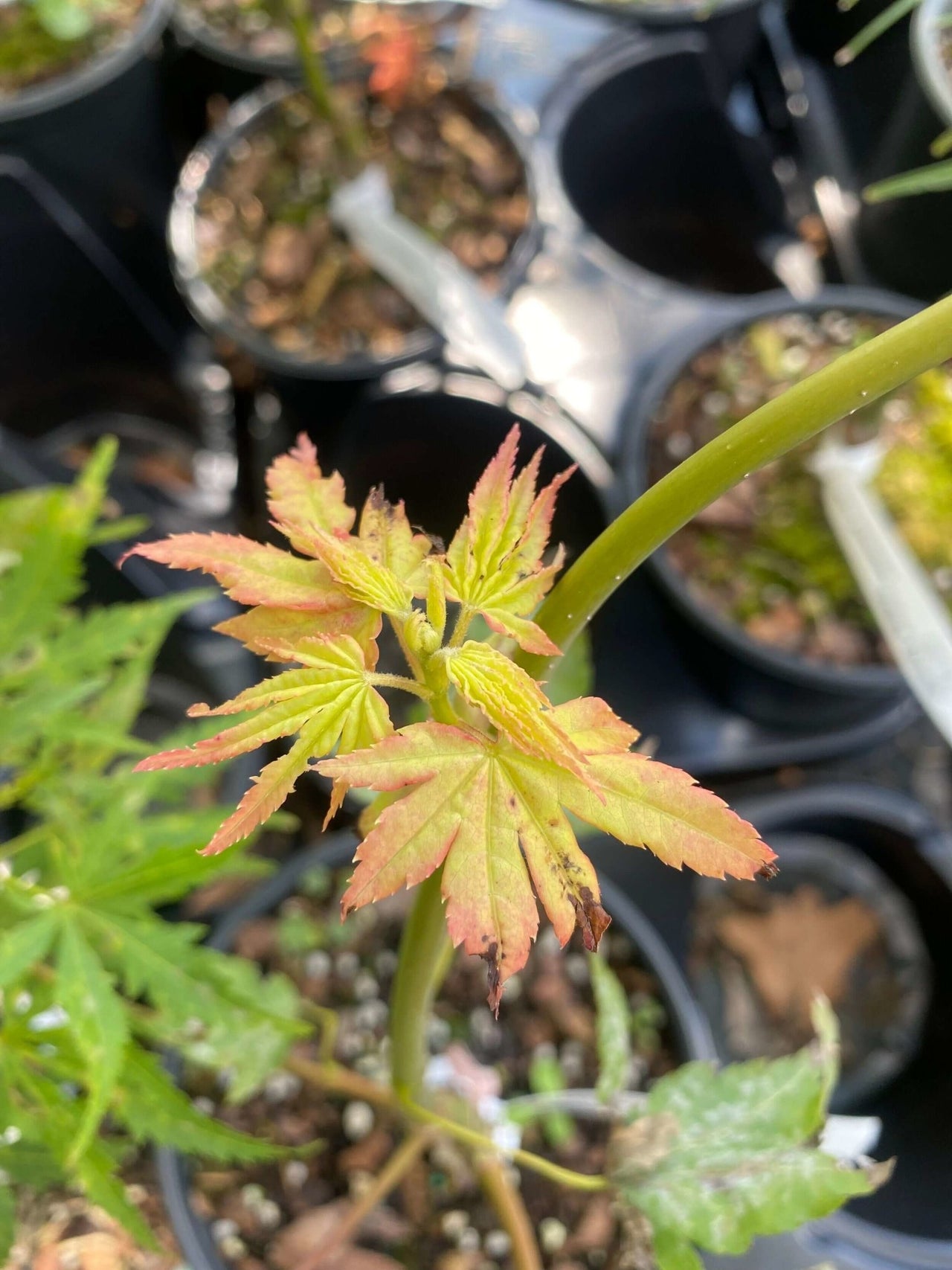 Acer palmatum 'Yellow Cascade' - mapleridgenursery