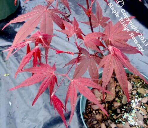 Acer palmatum 'Yubae' - mapleridgenursery