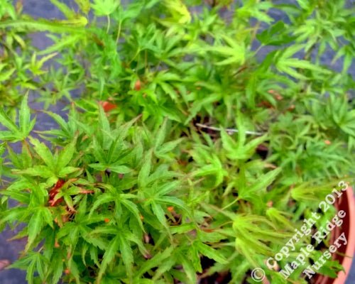 Acer palmatum 'Yuri hime' - mapleridgenursery