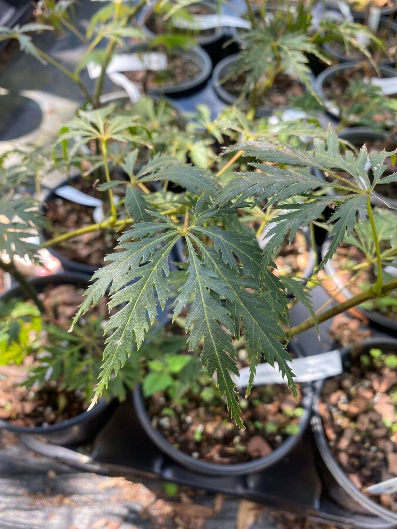 Acer palmatum 'Zig Zag' - mapleridgenursery