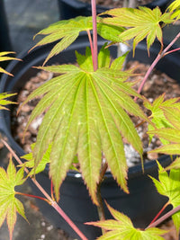 Thumbnail for Acer shirasawanum '6910' - mapleridgenursery