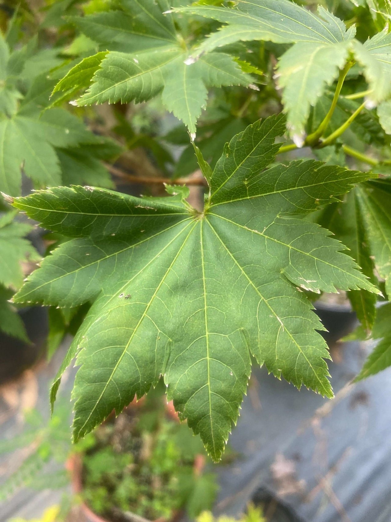 Acer shirasawanum 'Ezo-no-momiji' - mapleridgenursery