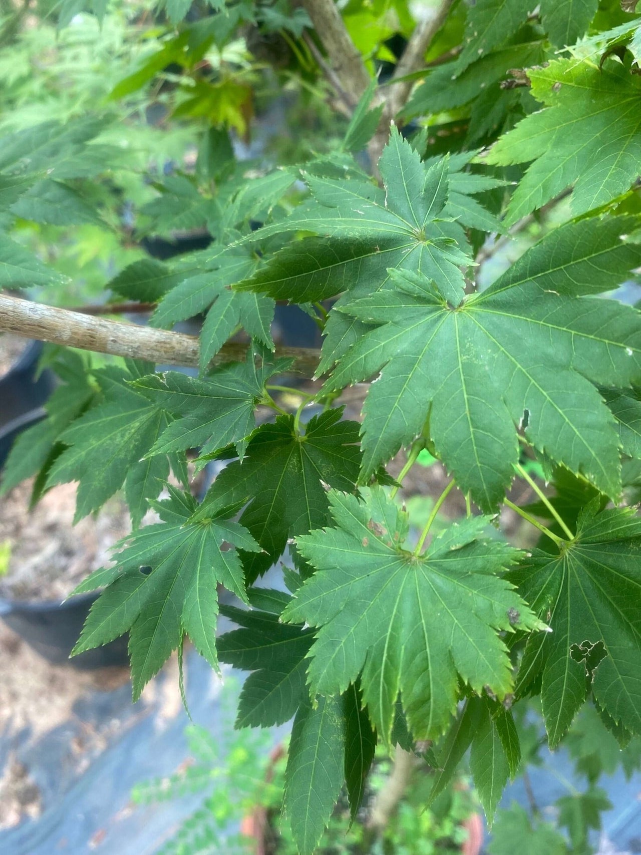 Acer shirasawanum 'Ezo-no-momiji' - mapleridgenursery