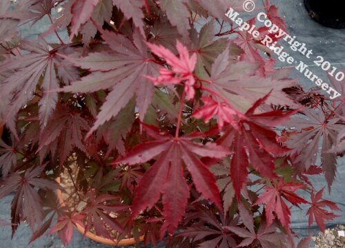 Acer shirasawanum 'Gloria' - mapleridgenursery