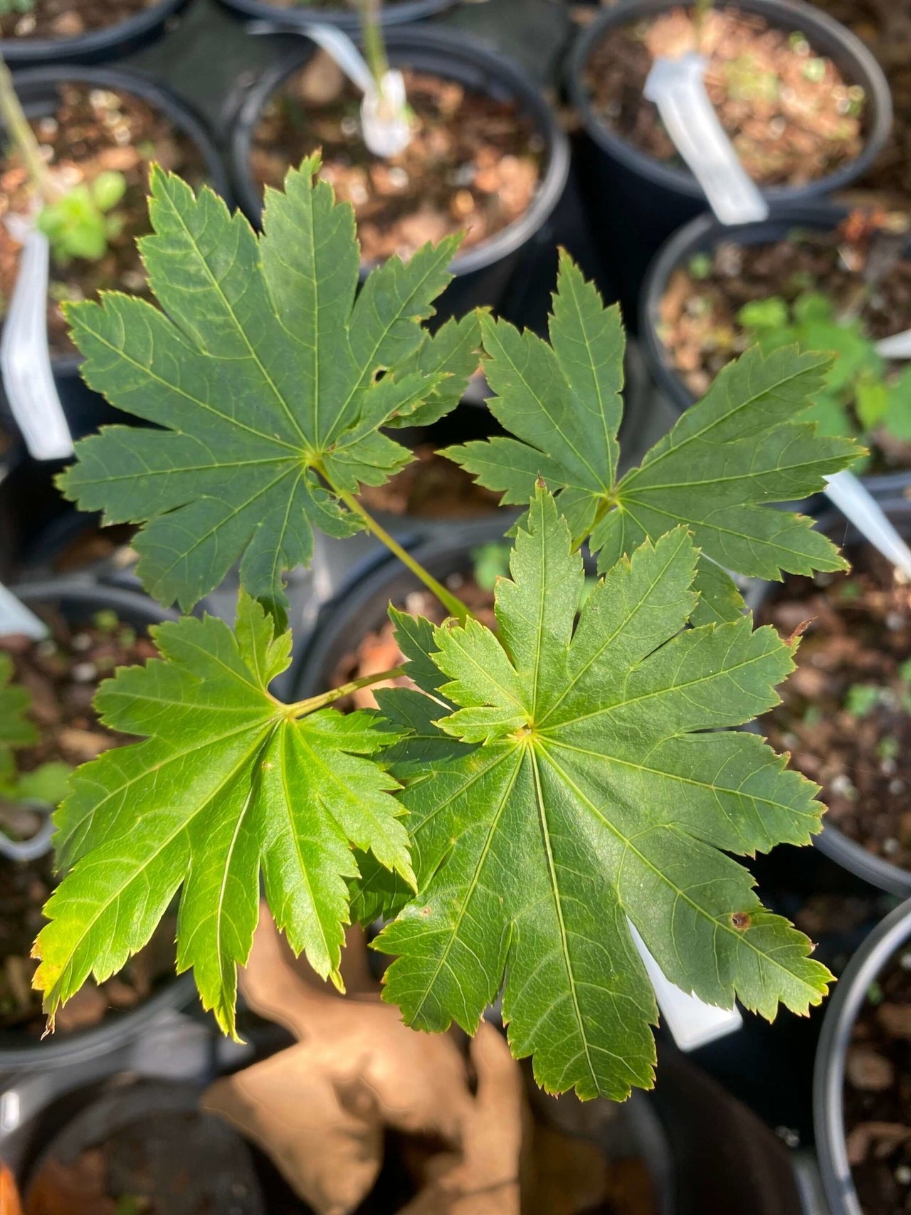 Acer shirasawanum 'Junihitoe' - mapleridgenursery