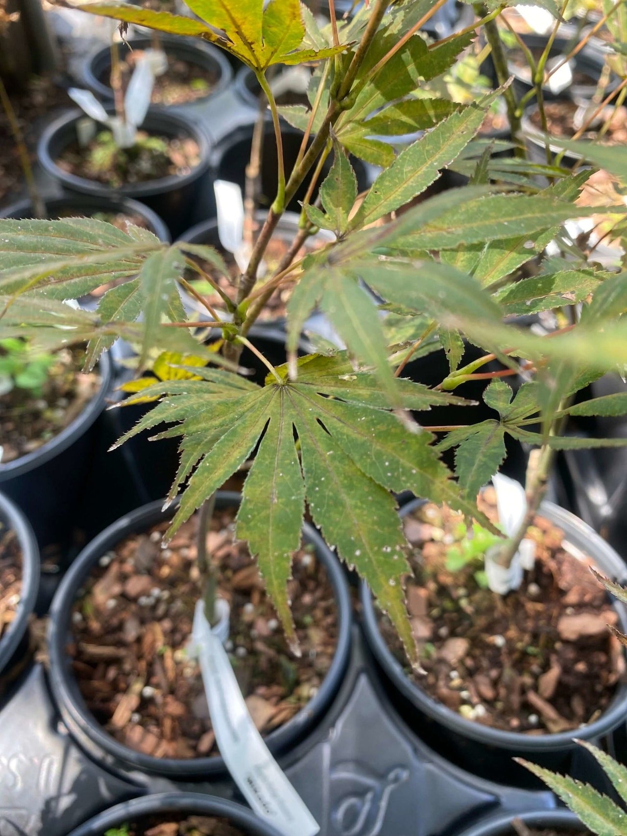 Acer shirasawanum 'Mikado' - mapleridgenursery