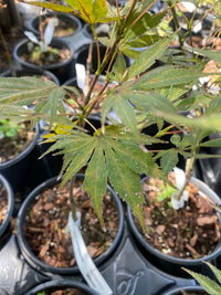 Thumbnail for Acer shirasawanum 'Mikado' - mapleridgenursery