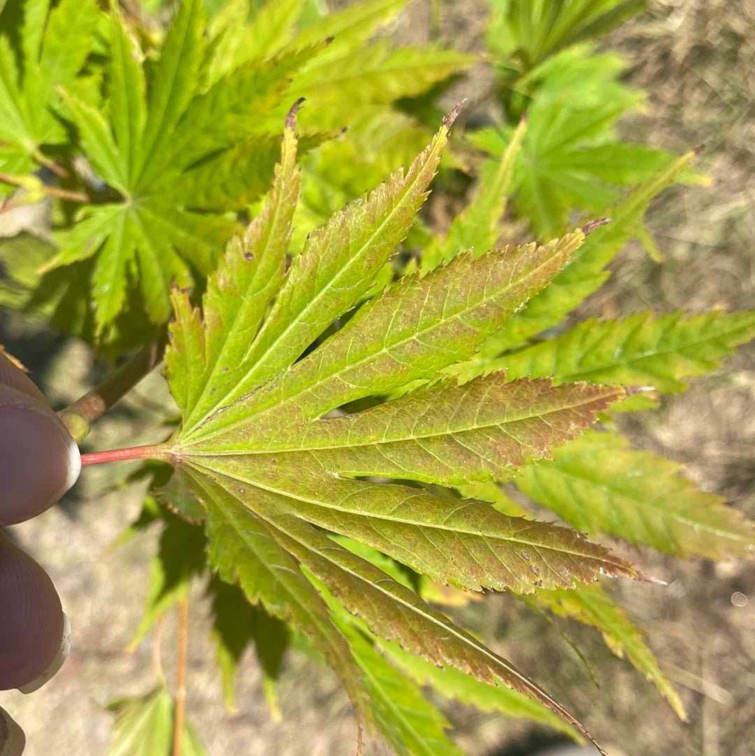 Acer shirasawanum 'Palmatifolium' Full Moon Japanese Maple - Maple Ridge Nursery