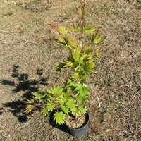 Thumbnail for Acer shirasawanum 'Palmatifolium' Full Moon Japanese Maple - Maple Ridge Nursery