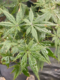 Thumbnail for Acer shirasawanum 'Seasons of Change' - mapleridgenursery
