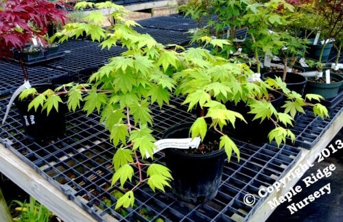 Acer sieboldianum 'Seki no kegan' - mapleridgenursery