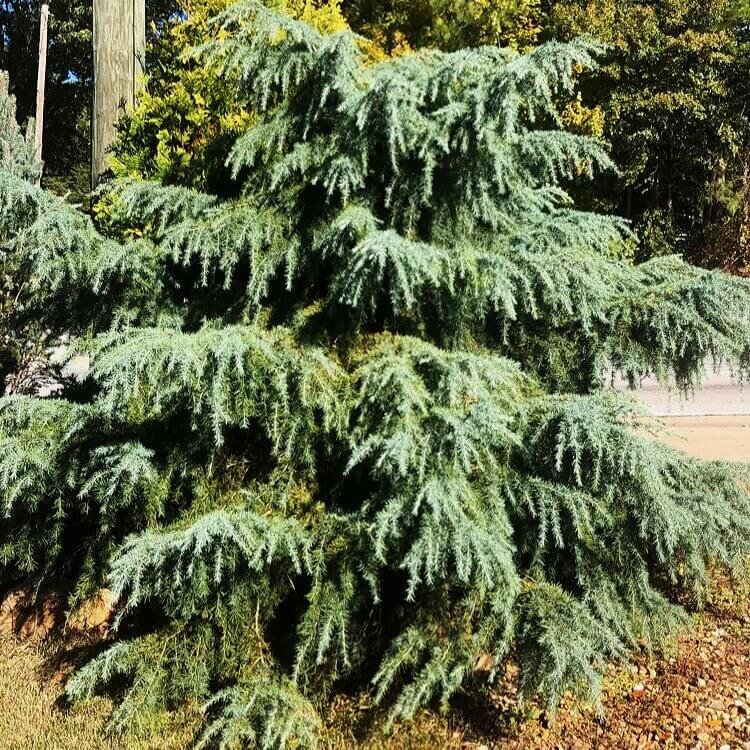 Cedrus deodara 'Feelin Blue' - mapleridgenursery