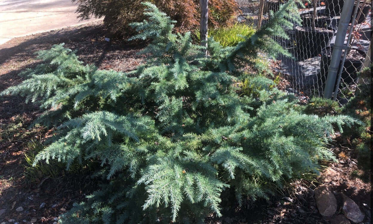 Cedrus deodora 'Devinely Blue' - mapleridgenursery
