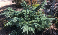 Thumbnail for Cedrus deodora 'Devinely Blue' - mapleridgenursery