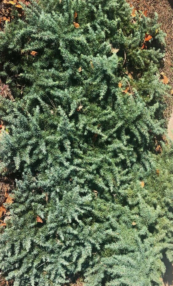 Cedrus deodora 'Prostrate Beauty' - mapleridgenursery