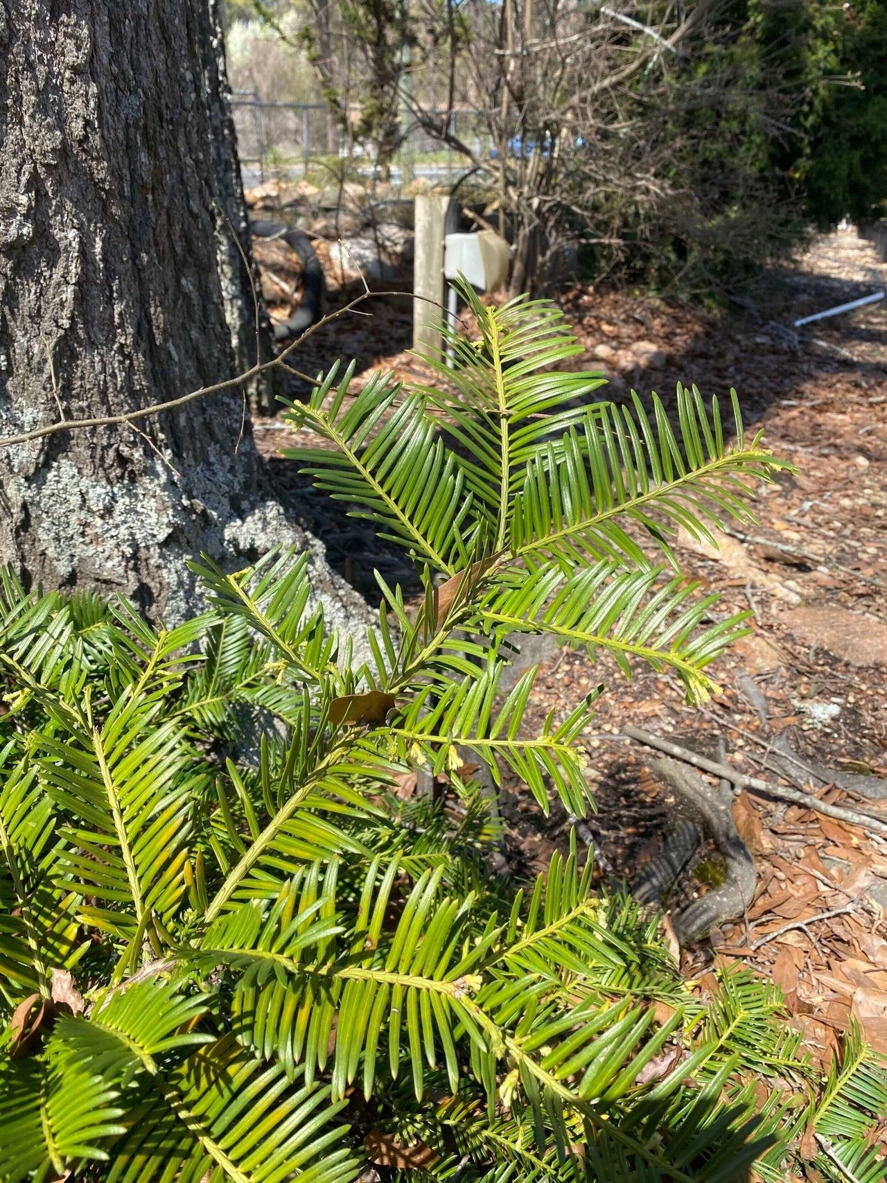 Cephalotaxus harringtonia 'Prostrata' - mapleridgenursery