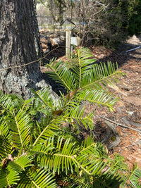 Thumbnail for Cephalotaxus harringtonia 'Prostrata' - mapleridgenursery