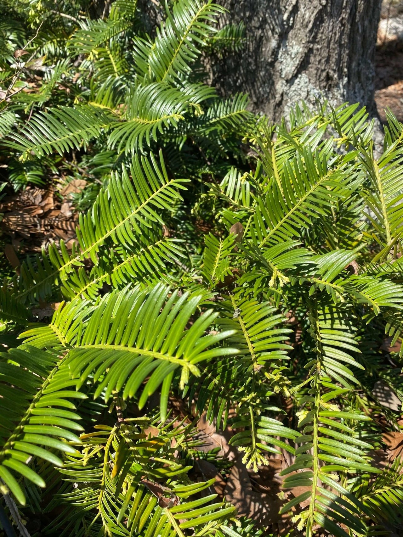 Cephalotaxus harringtonia 'Prostrata' - mapleridgenursery