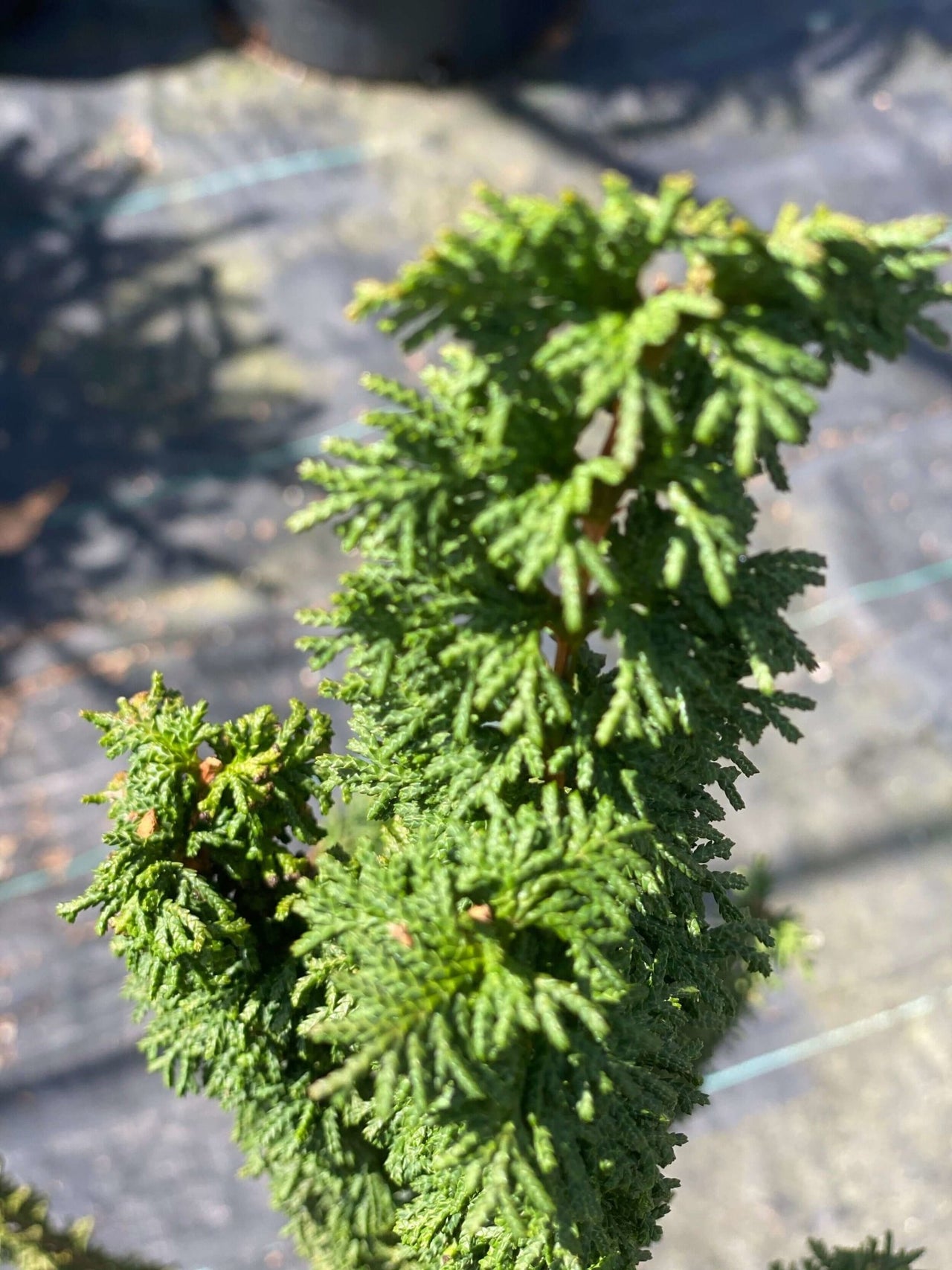 Chamaecyparis obtusa 'Chirimen' - mapleridgenursery