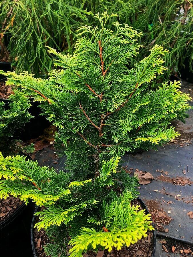 Chamaecyparis obtusa 'Confucius' - mapleridgenursery