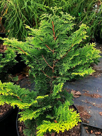 Thumbnail for Chamaecyparis obtusa 'Confucius' - mapleridgenursery