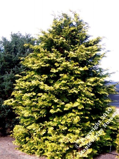 Chamaecyparis obtusa 'Cripsii' - mapleridgenursery