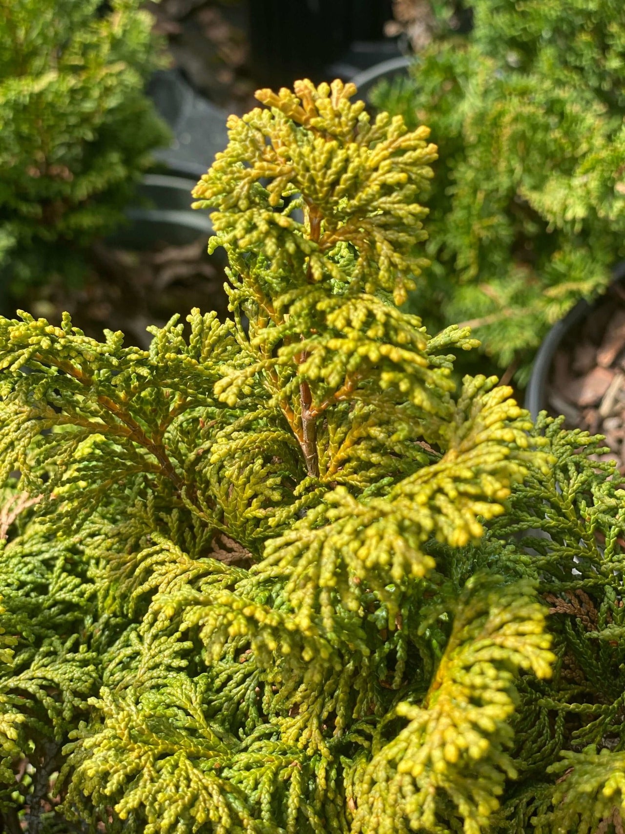 Chamaecyparis obtusa 'Dainty Doll' - mapleridgenursery