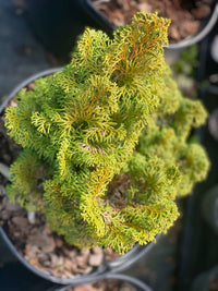 Thumbnail for Chamaecyparis obtusa 'Dainty Doll' - mapleridgenursery