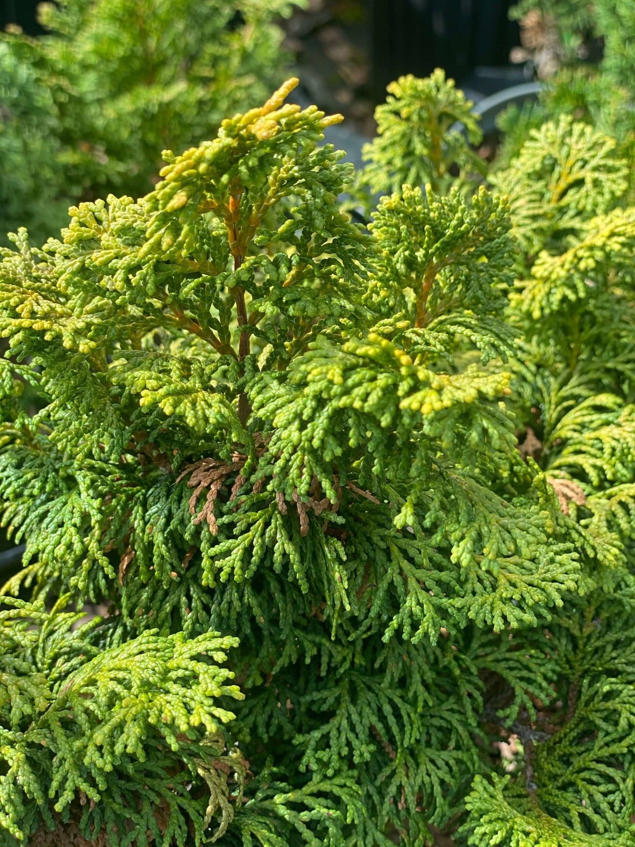 Chamaecyparis obtusa 'Dainty Doll' - mapleridgenursery