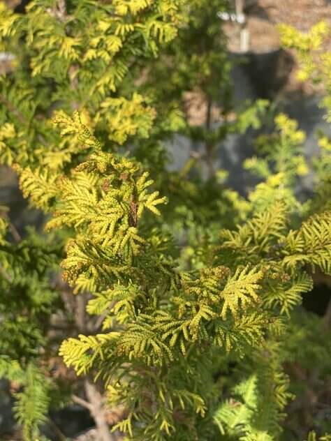 Chamaecyparis obtusa 'Fernspray Gold' - mapleridgenursery