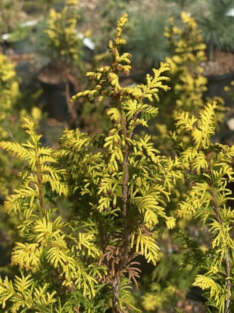 Chamaecyparis obtusa 'Fernspray Gold' - mapleridgenursery