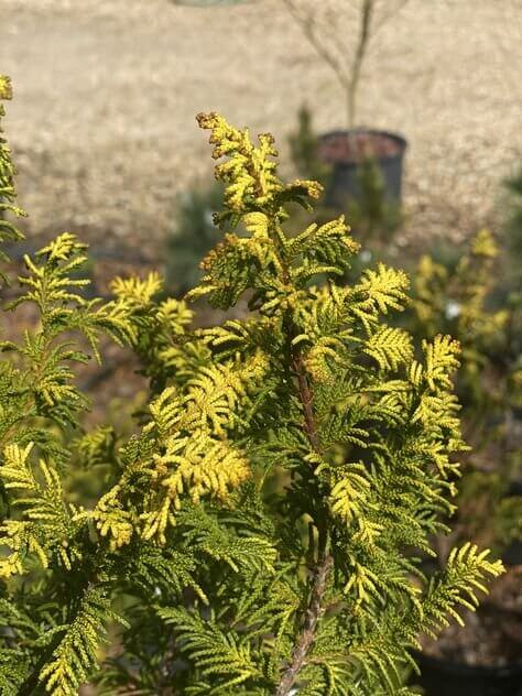 Chamaecyparis obtusa 'Fernspray Gold' - mapleridgenursery