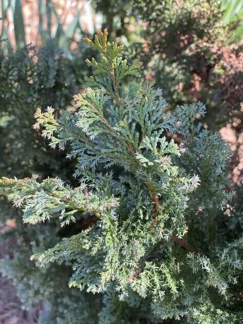 Chamaecyparis obtusa 'Gimborn's Beauty' - mapleridgenursery