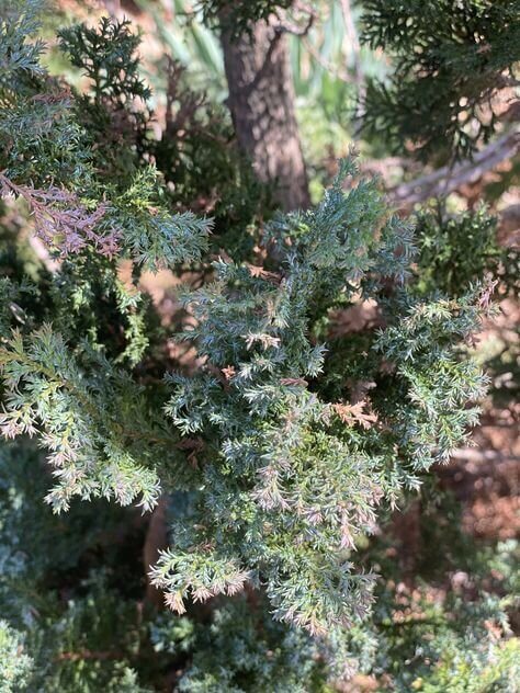 Chamaecyparis obtusa 'Gimborn's Beauty' - mapleridgenursery