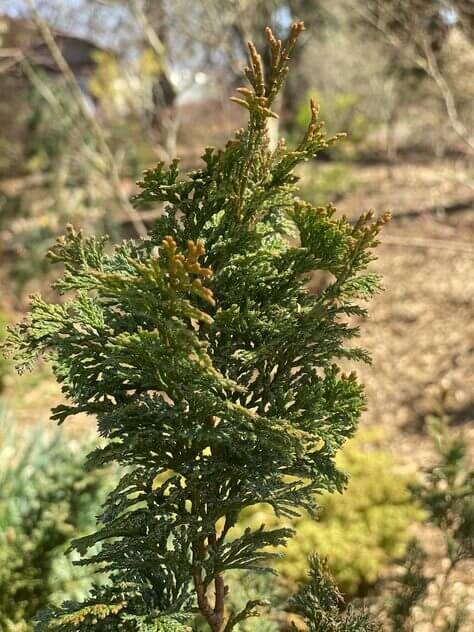 Chamaecyparis obtusa 'Gimborn's Beauty' - mapleridgenursery