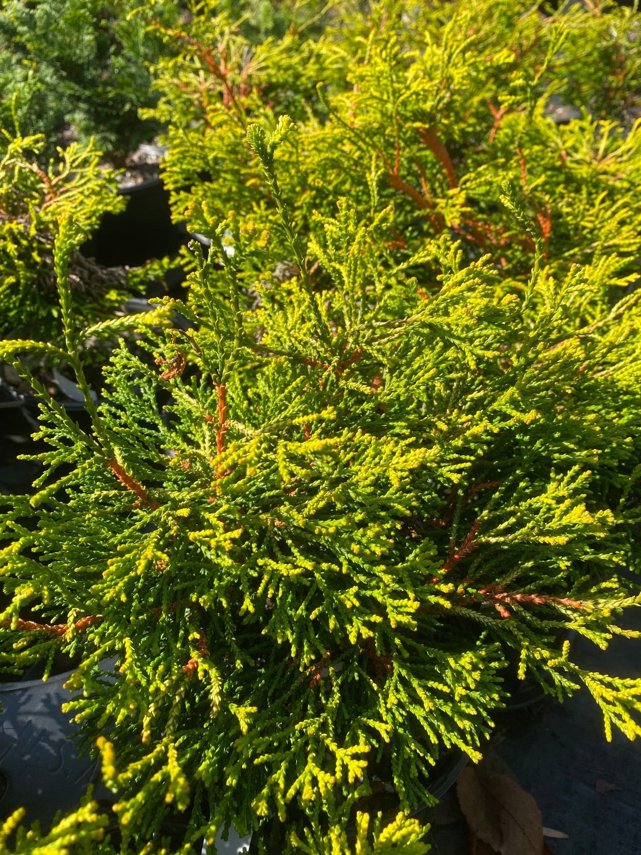 Chamaecyparis obtusa 'Gitte' - Maple Ridge Nursery